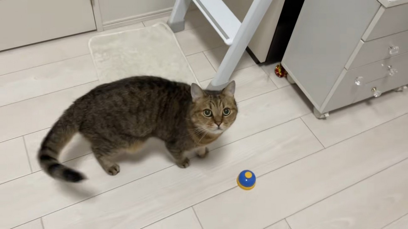 ベルの近くで見上げる猫