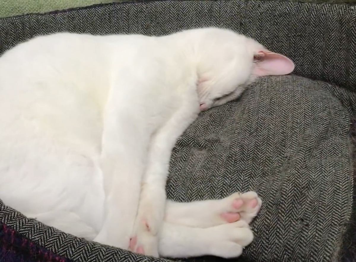 猫にあるまじき大爆睡』を見せる猫…『個性的すぎる寝相の数々