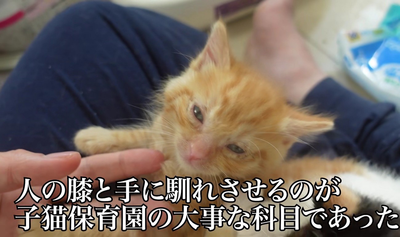 人間の膝の上でウトウトする子猫