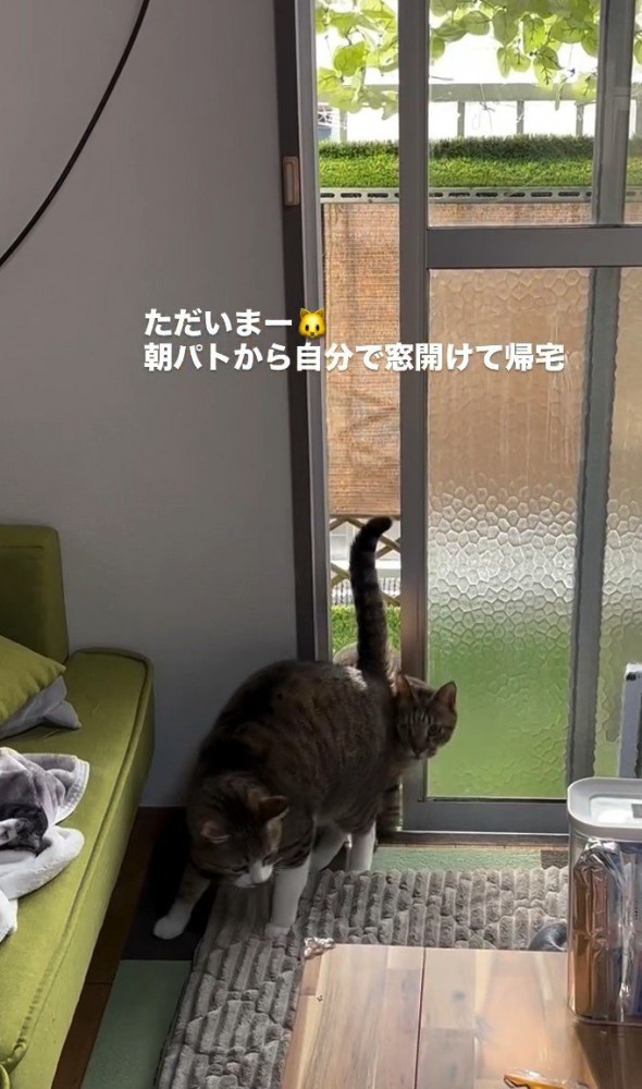 猫のうしろから猫が現れる