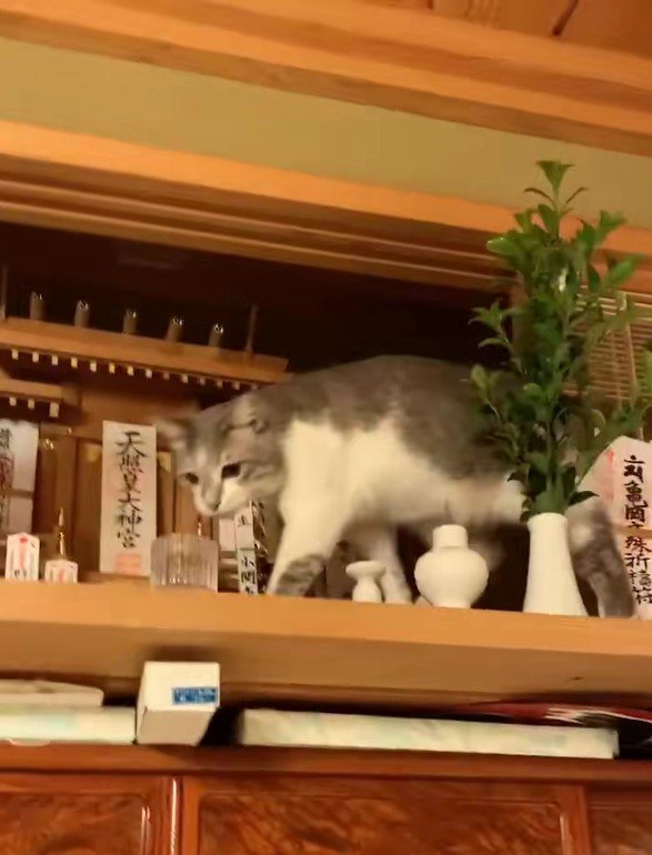 神棚の猫