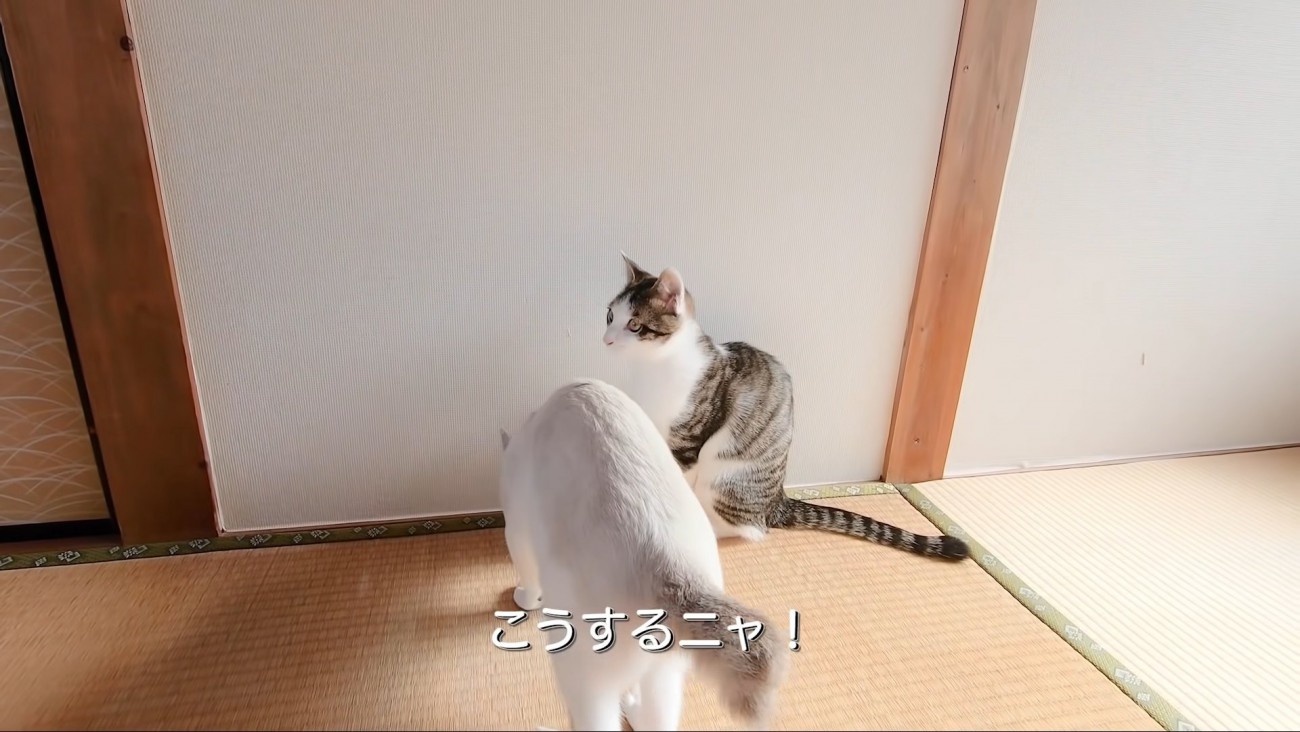 テロップ「こうするニャ！」