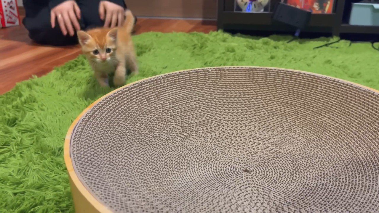 爪とぎの向こうから