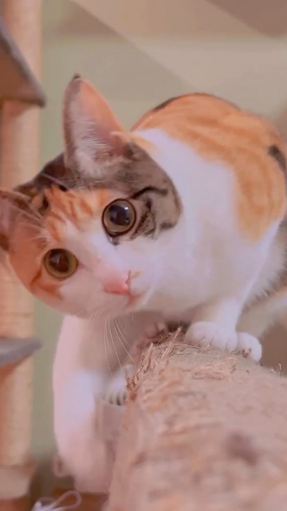 カメラをジッと見つめてのぞき込む猫