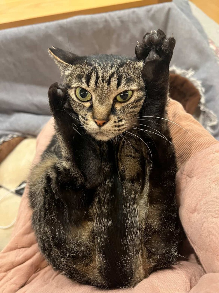 カメラ目線で足をクロスして顔に添わせる猫