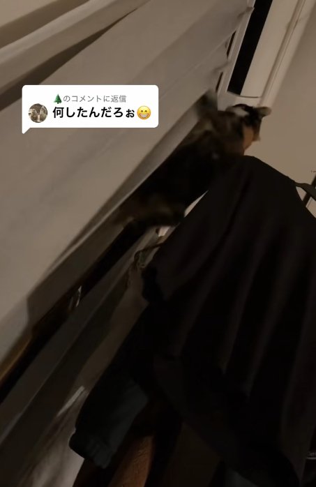 カーテンを登っている猫