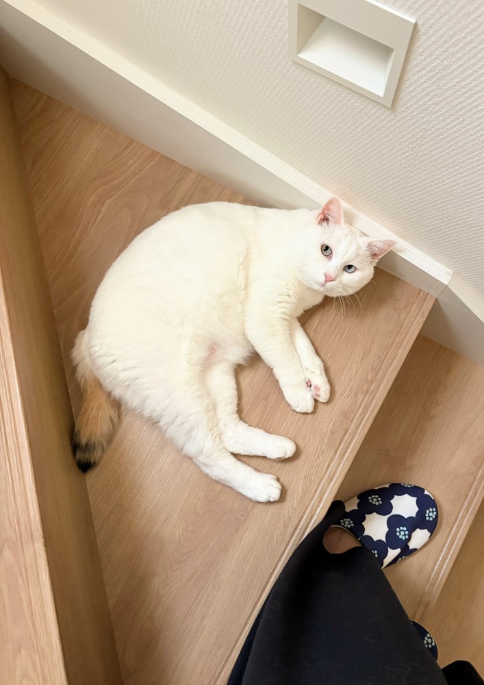 寝転がる猫