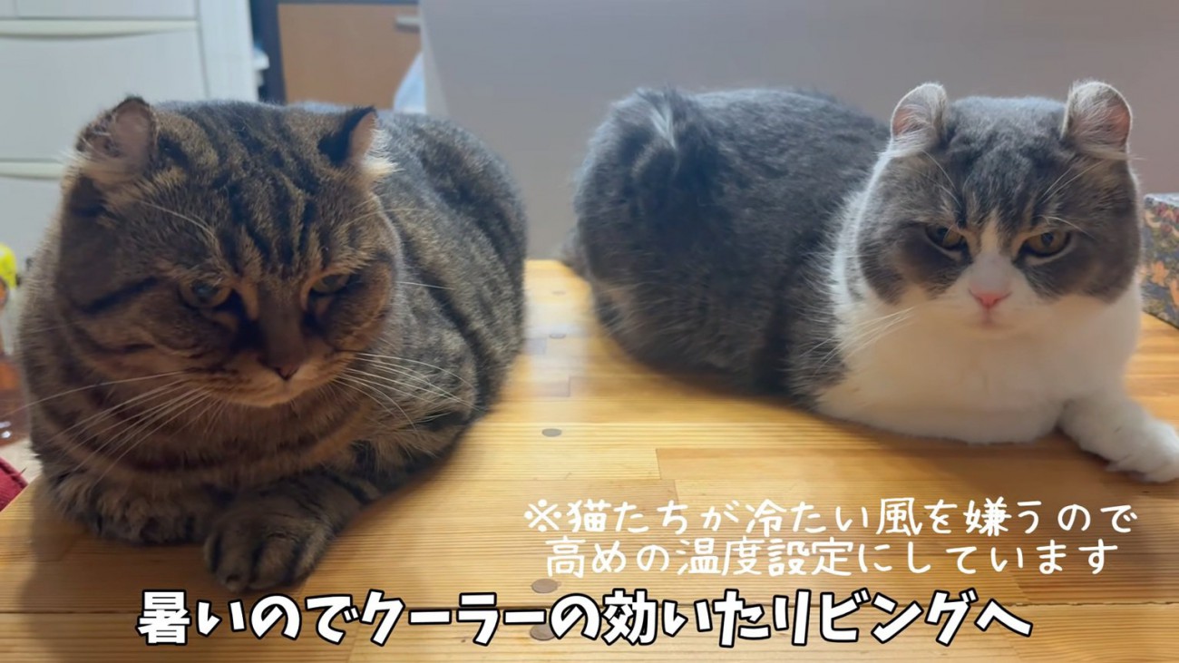 机に乗る2匹の猫