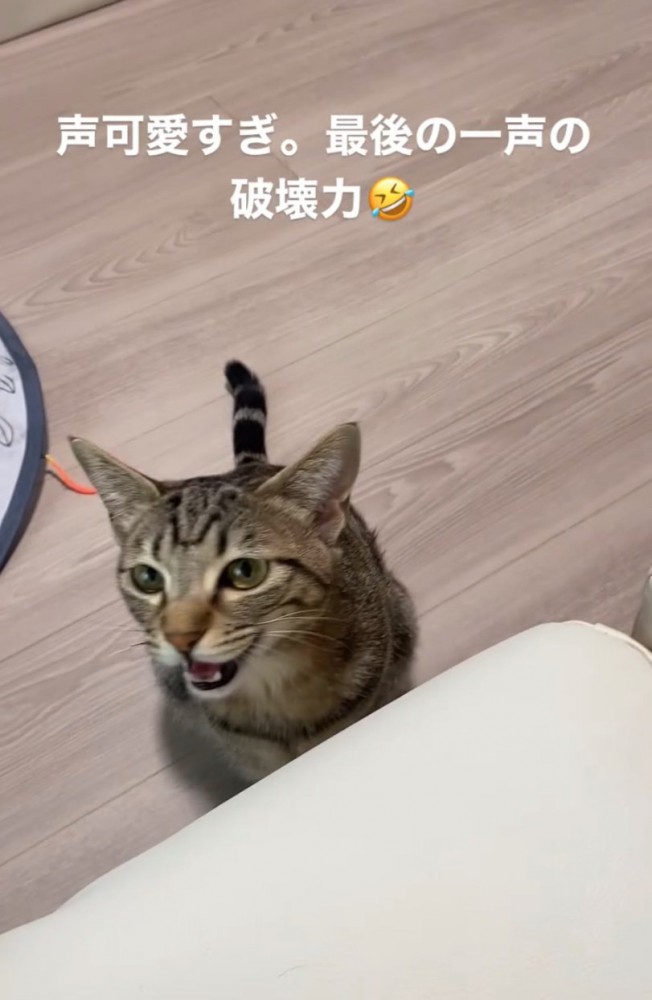 振り返る猫2