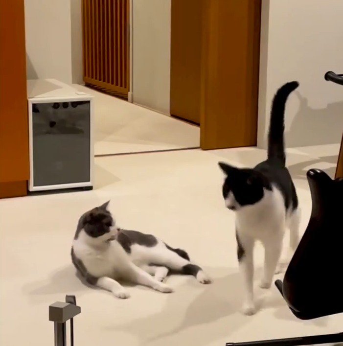 辺りを見まわしながらその場を離れる兄猫