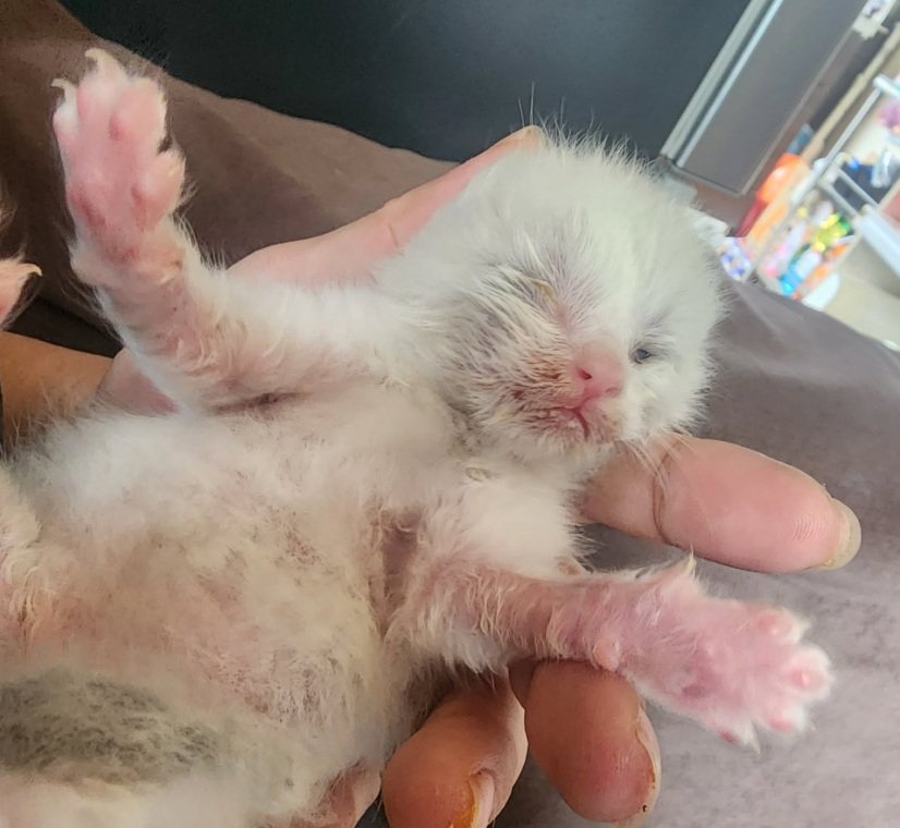 目が開いていない子猫