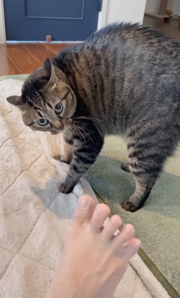 カメラ目線の猫