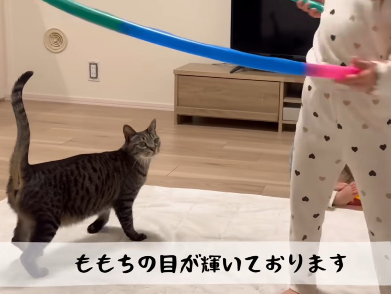 フラフープに興味を持つ猫