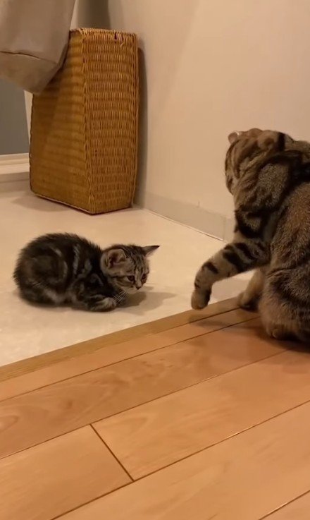 向かい合う2匹の猫