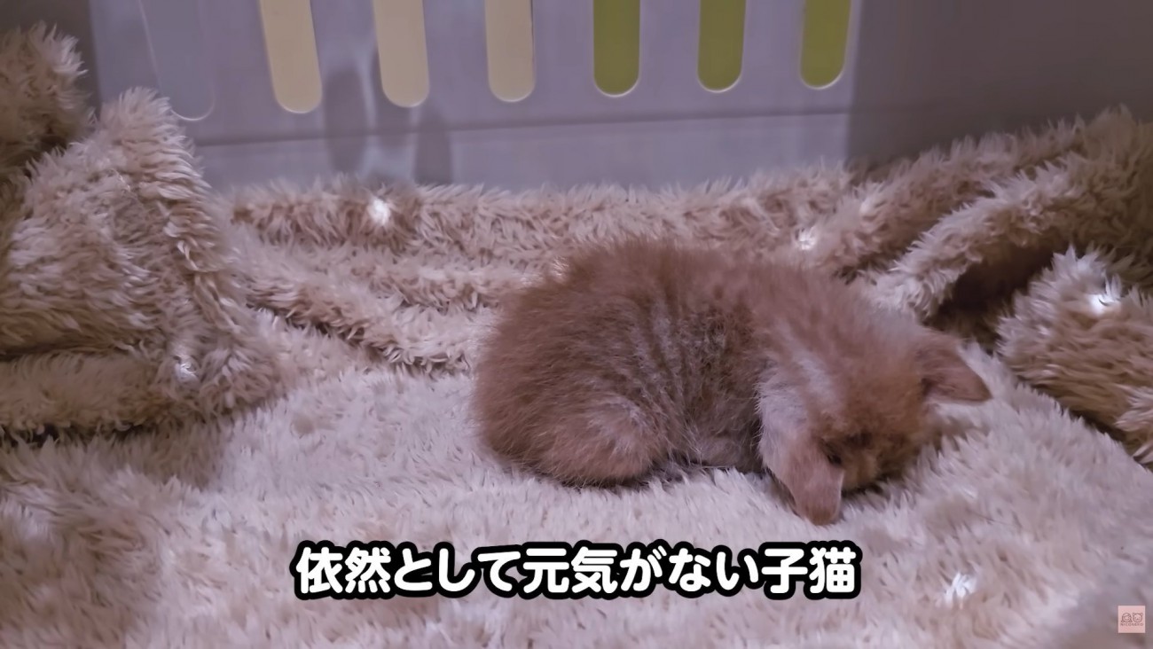 テロップ「依然として元気がない子猫」