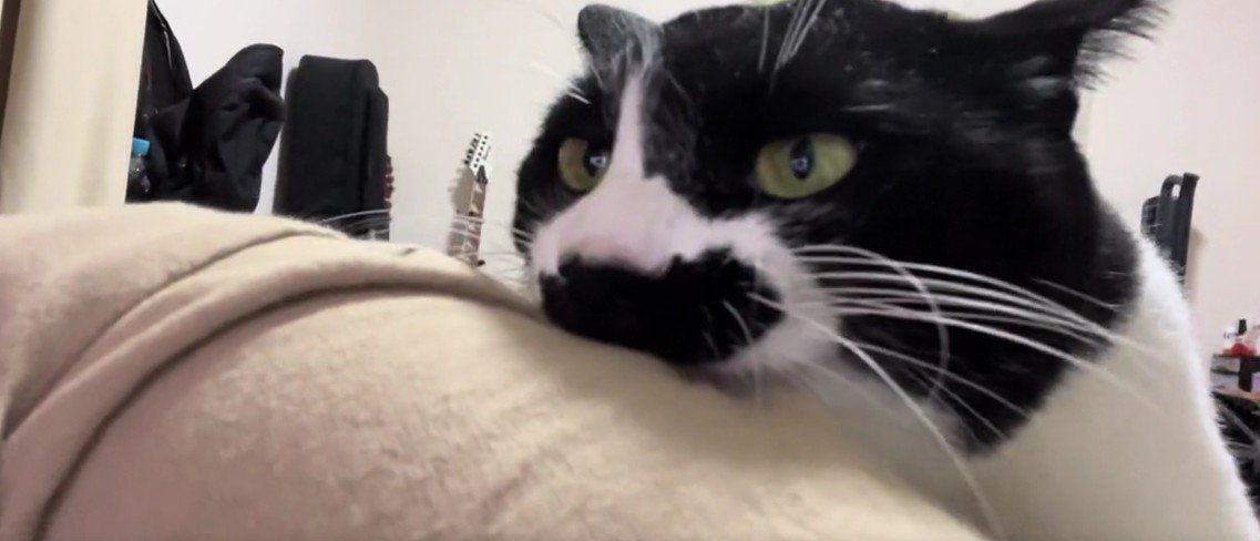 飼い主の服を噛む猫