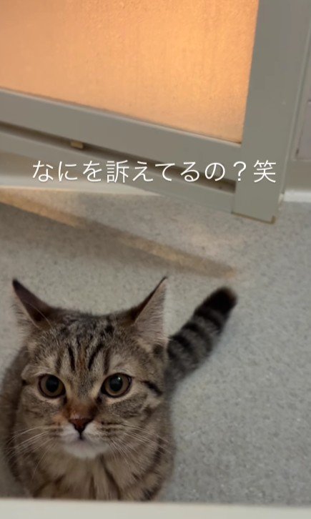 お風呂場の猫