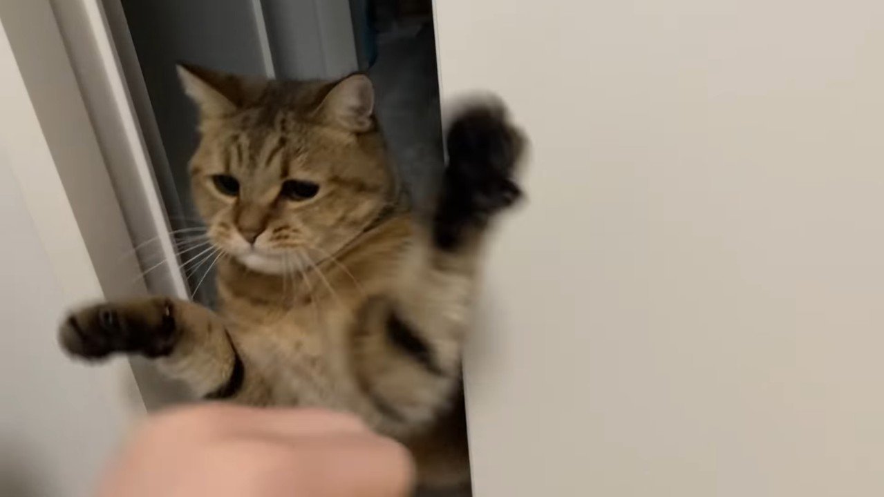 両前足を上げて