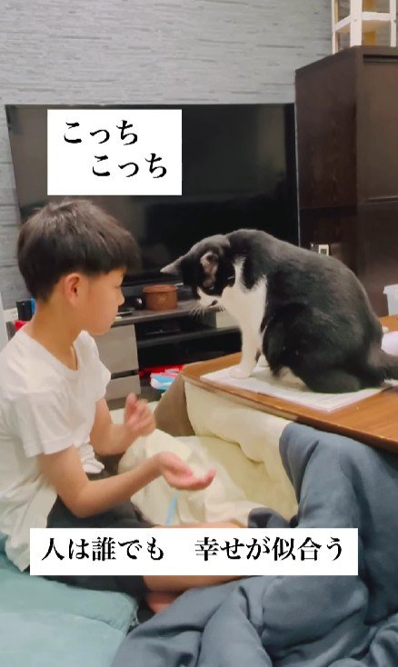 宿題の邪魔をする猫