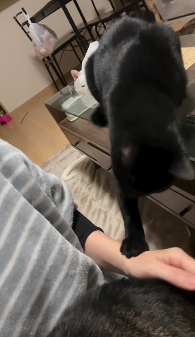 撫でられている猫と飼い主の手をとめようとする黒猫