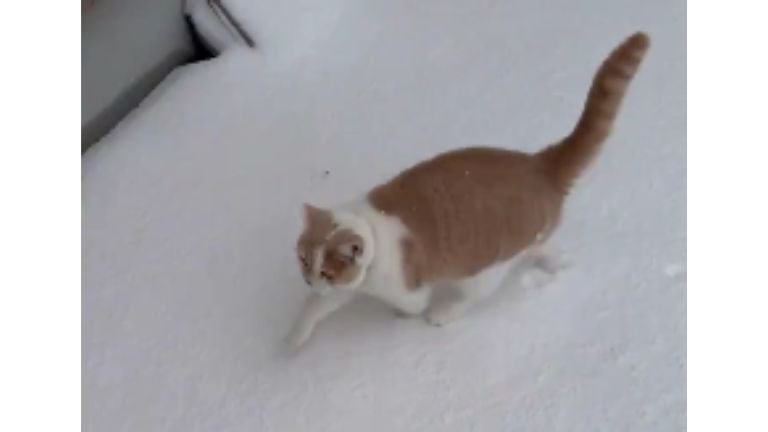 雪の上を歩く猫