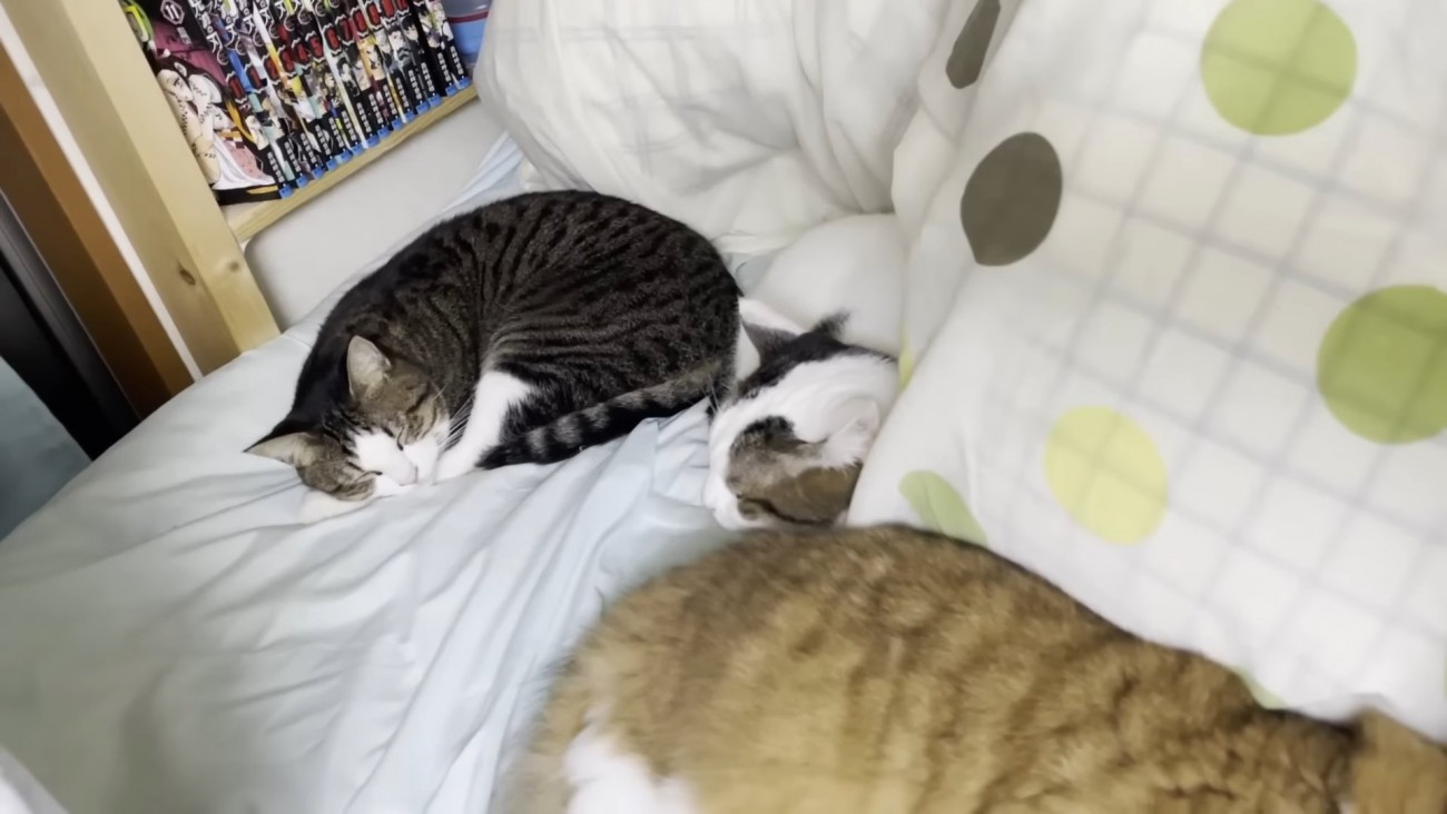 ベッドで寝ている3匹の猫