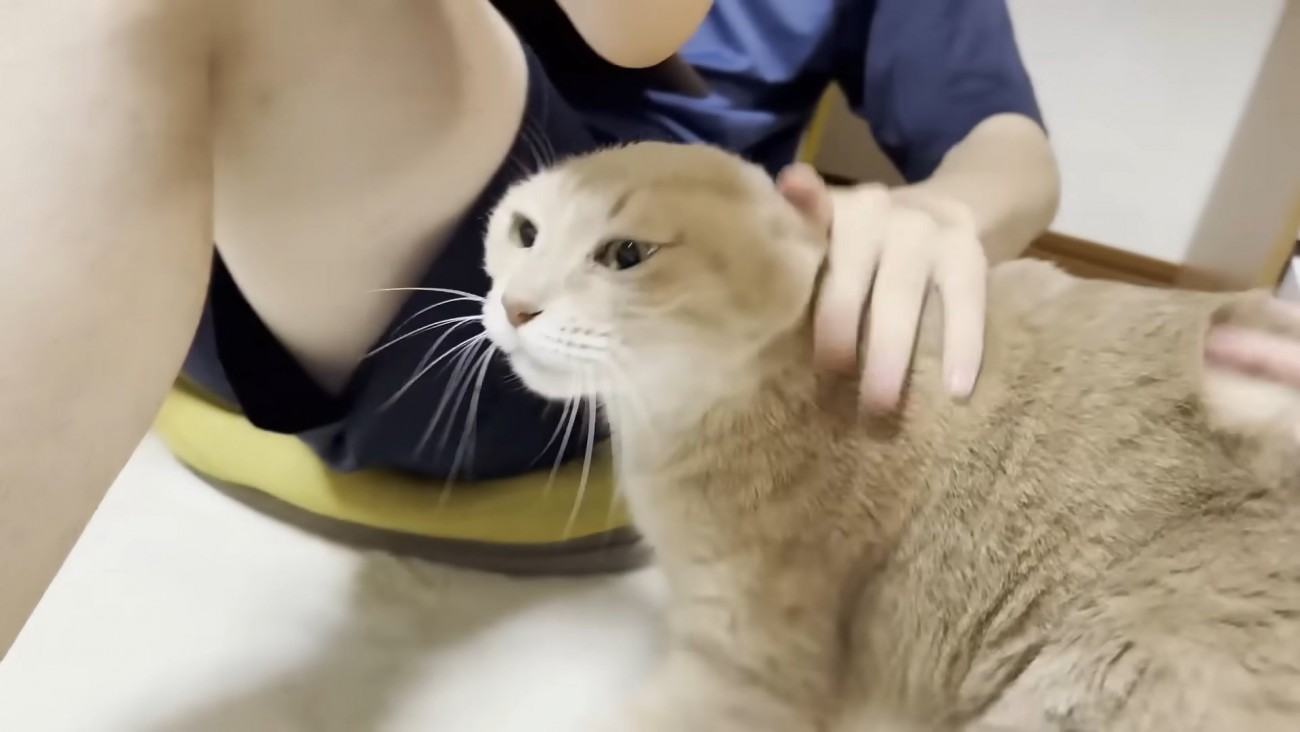お耳を後ろに倒された猫ちゃん