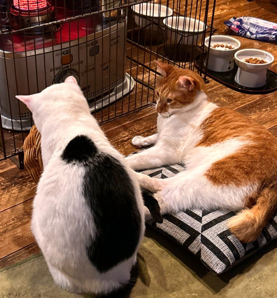 ストーブ前の二匹の猫