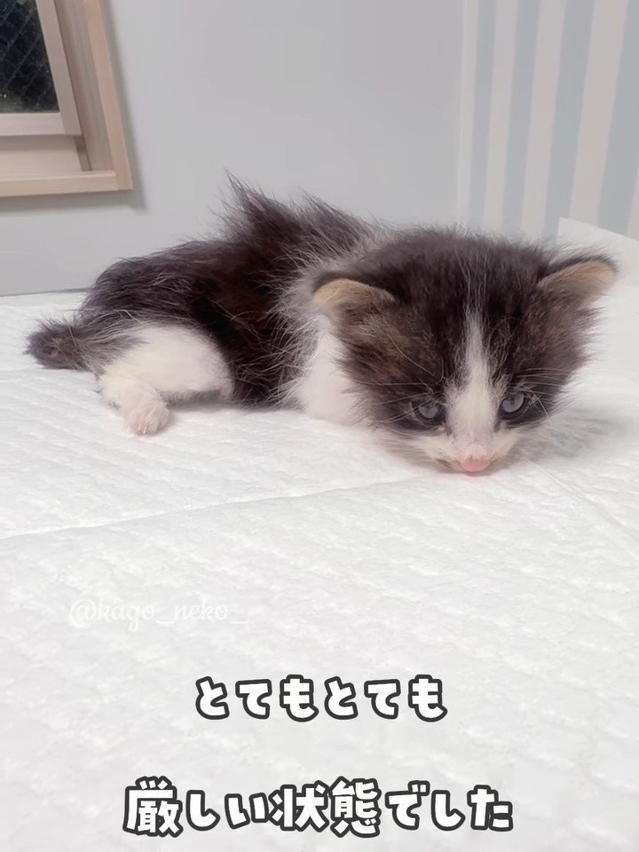 頭が下がっていく子猫