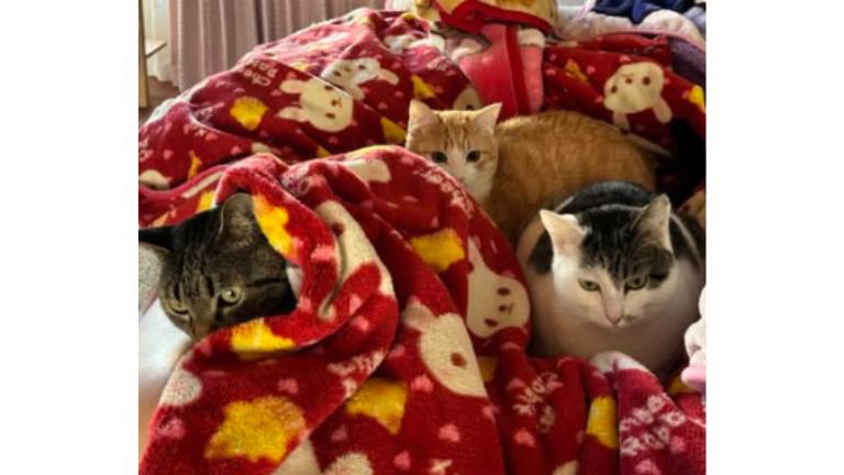 ベッドの上にいる猫
