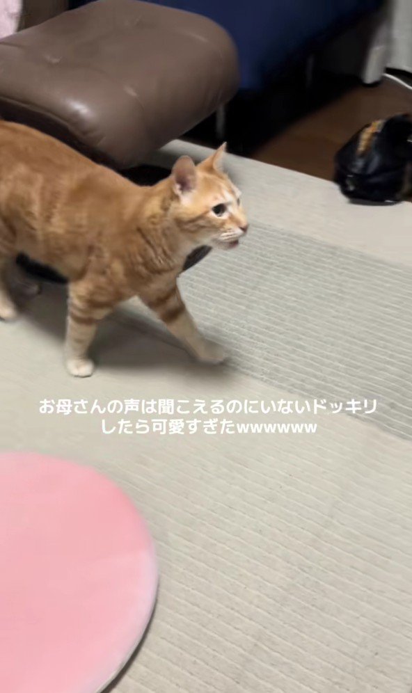 走り出す猫