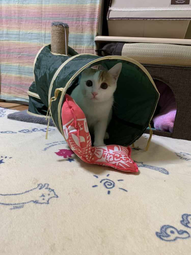 トンネルの中から飼い主を見つめる子猫