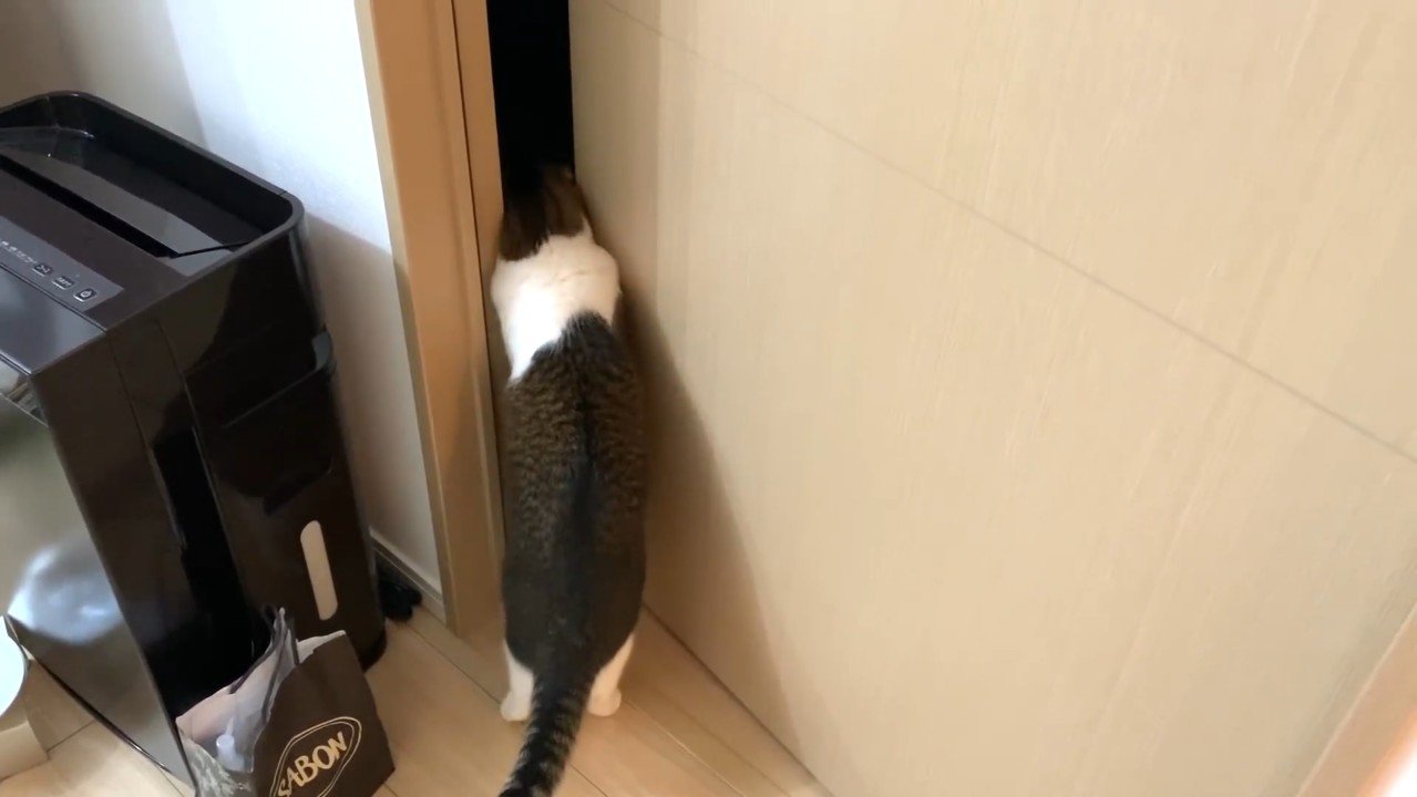 2足立ちする後ろ姿