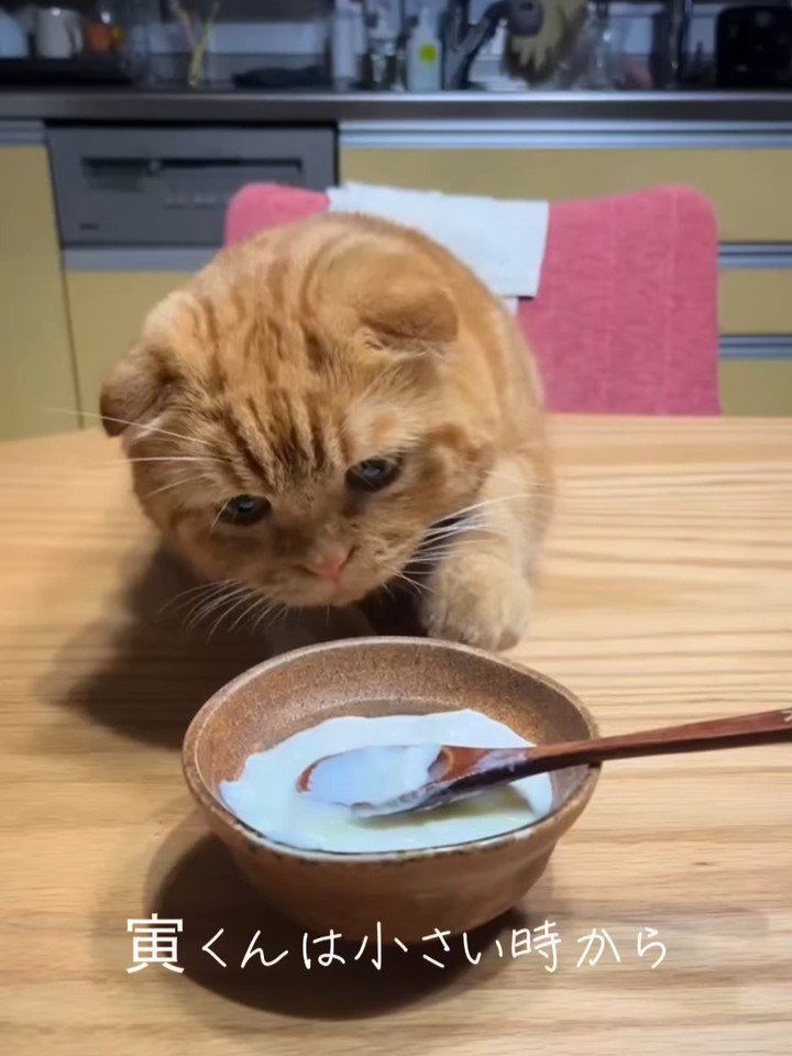 ヨーグルトに近づく猫