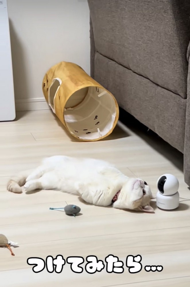 床暖房に寝転がるマンチカン