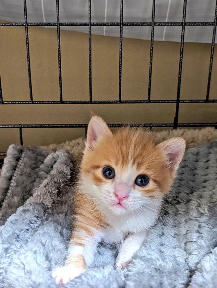 ケージの中にいる子猫