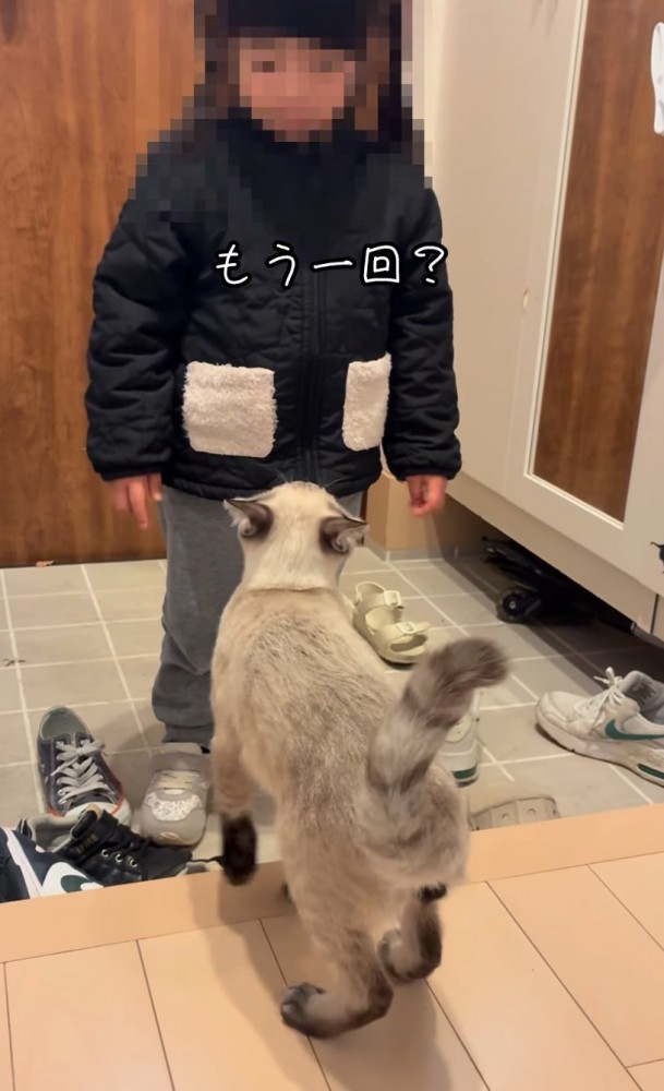 女の子を向く猫