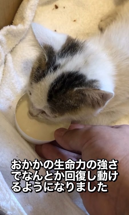 ごはんを食べる子猫