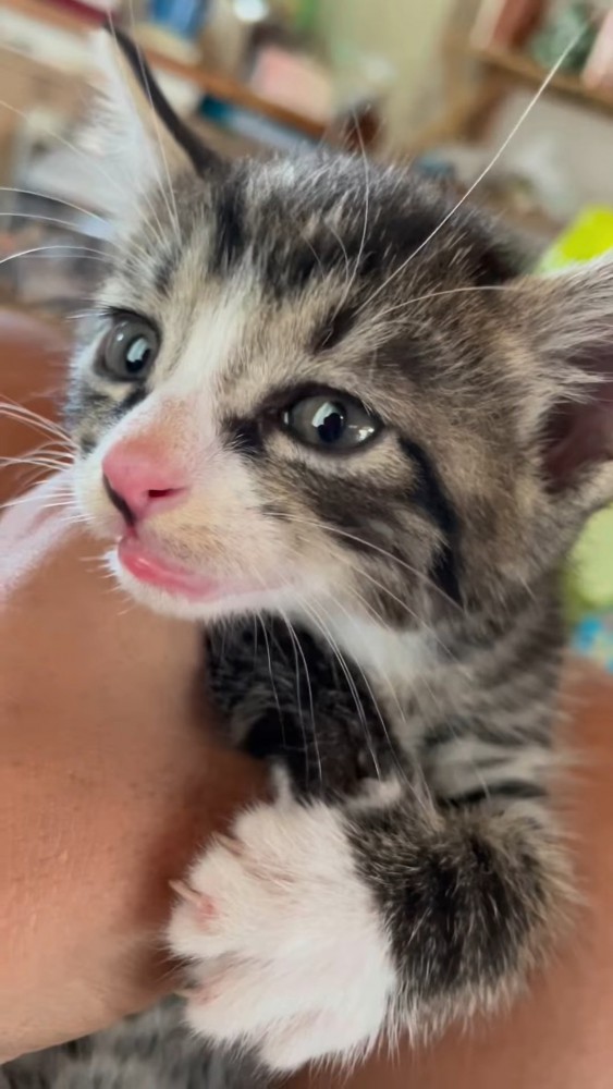 子猫の顔