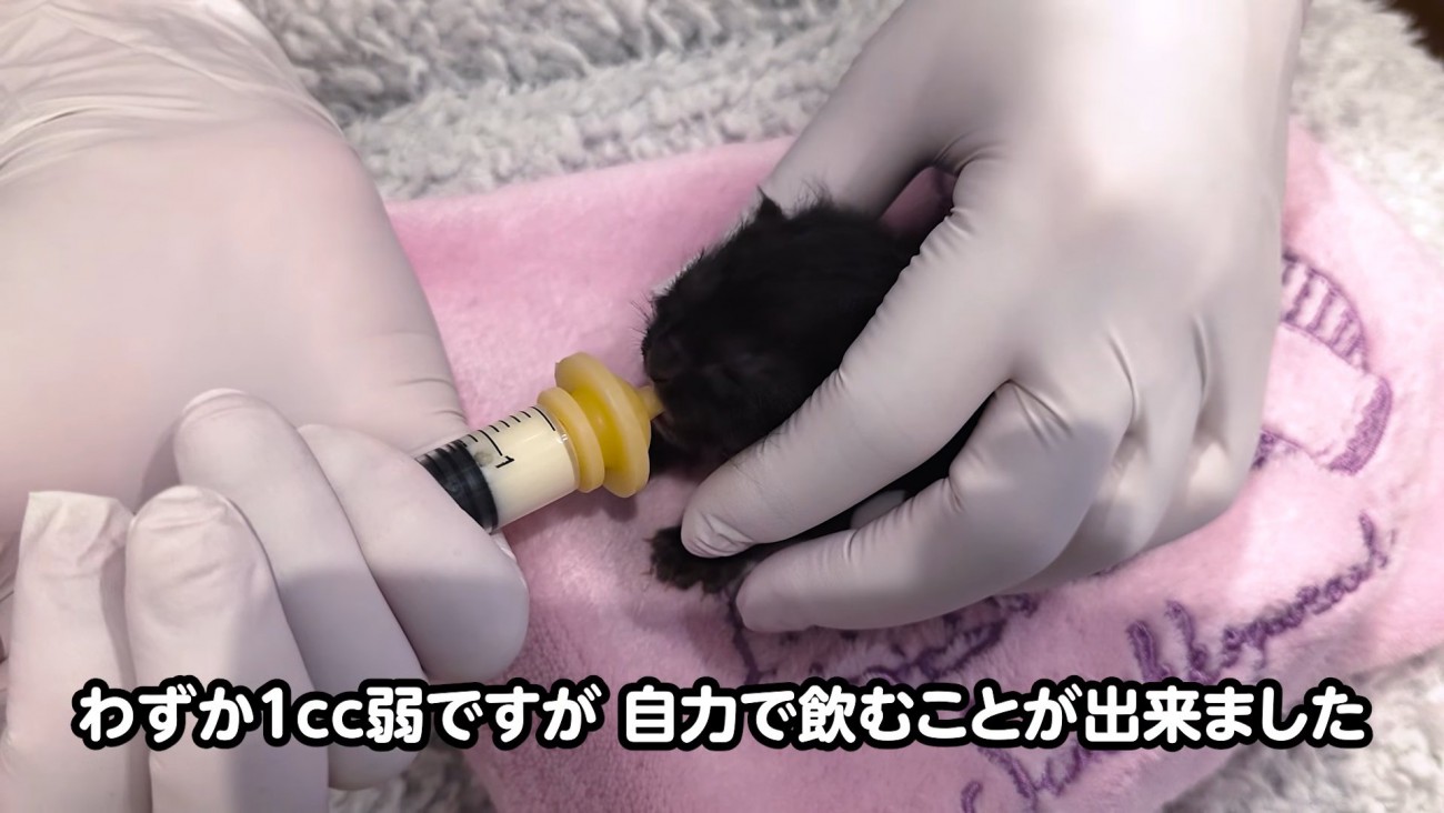 シリンジでミルクを飲む子猫