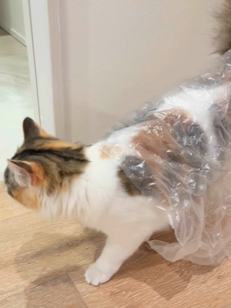 シートを背中に乗せた猫
