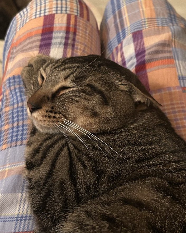 両耳がぺたんこのキジトラ猫