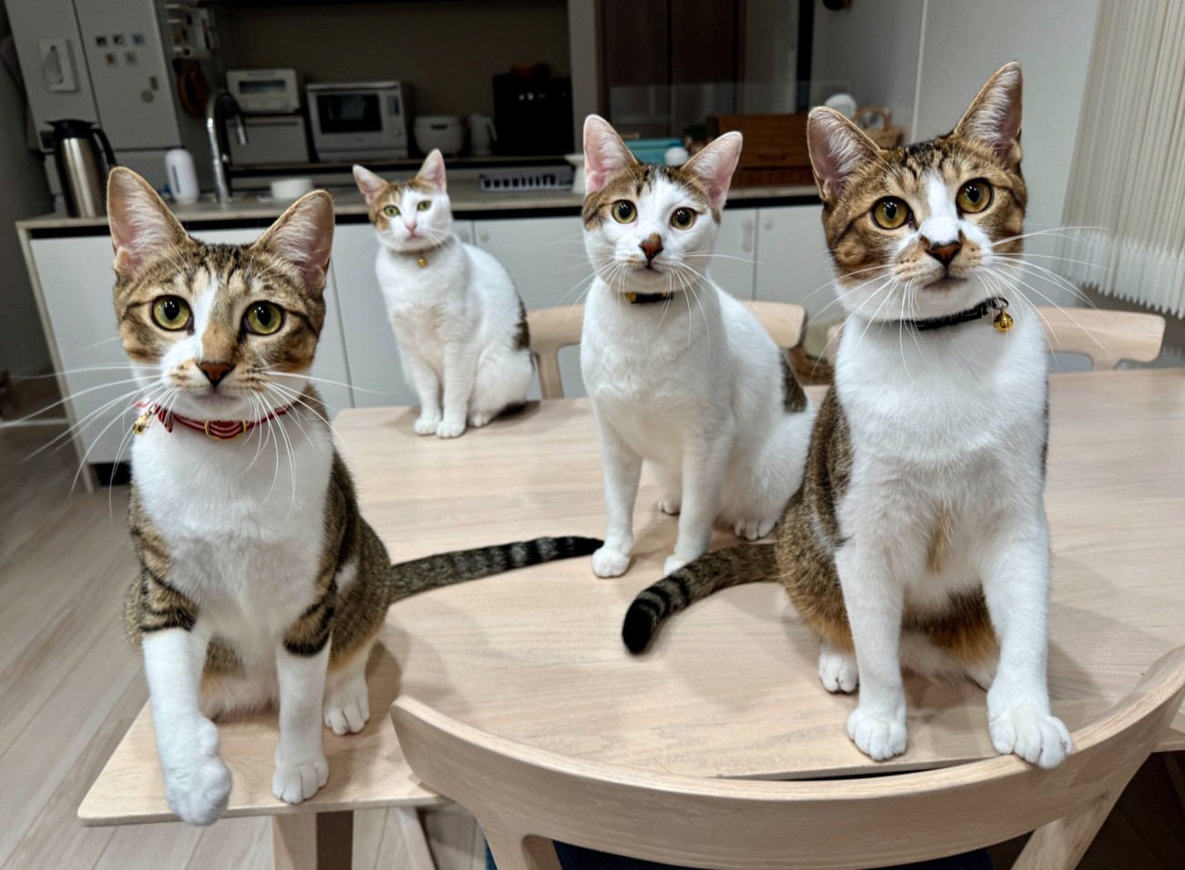 成長した子猫たち