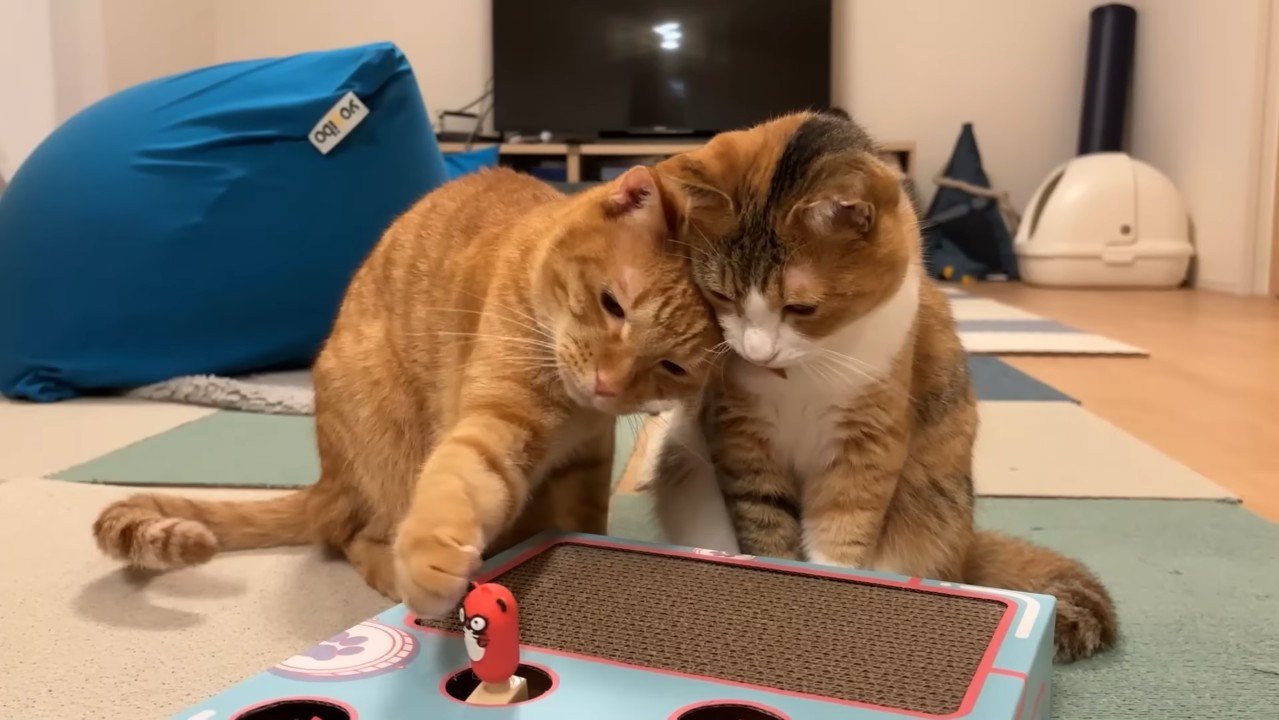 右前足を伸ばすにゃん太くん