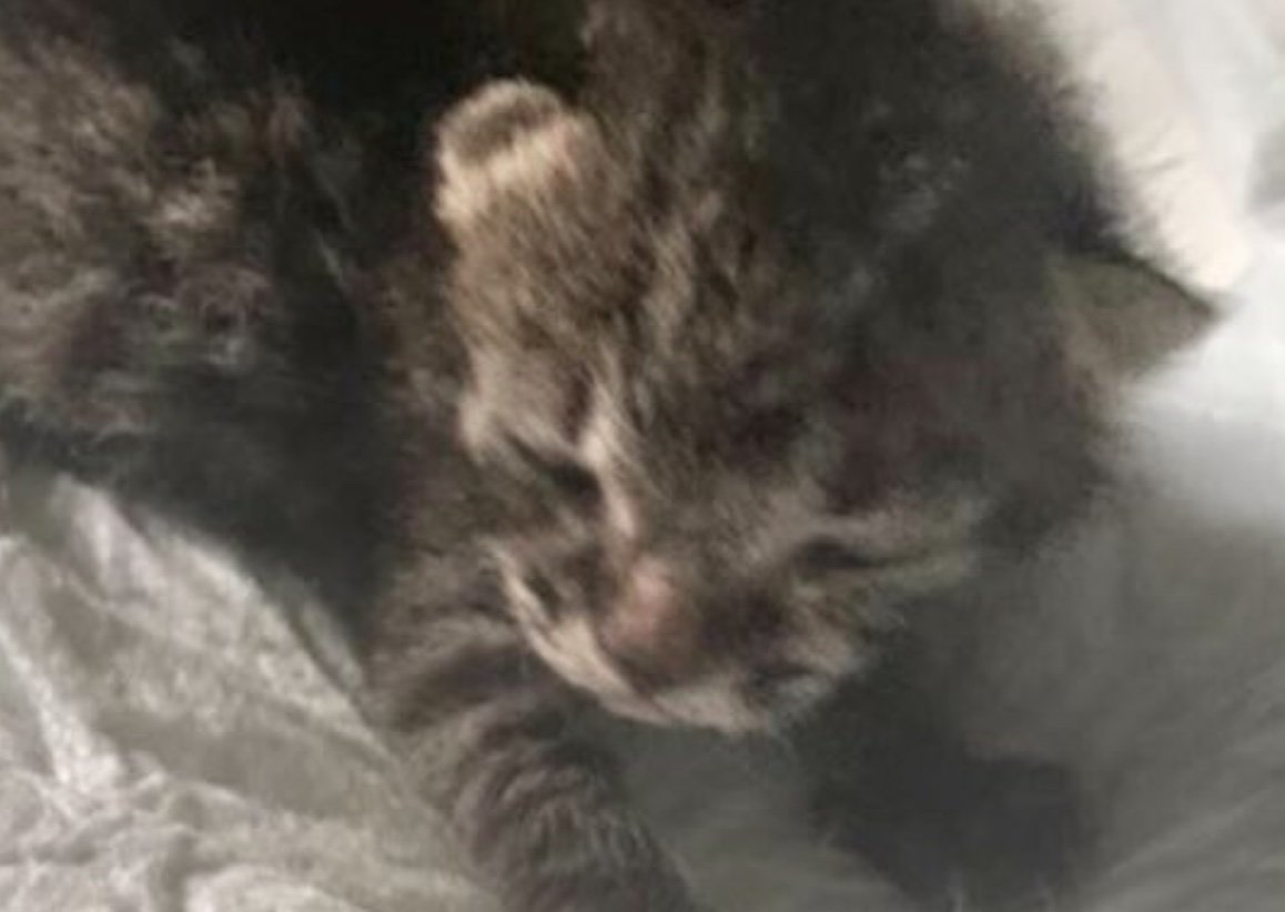 目が開いていない