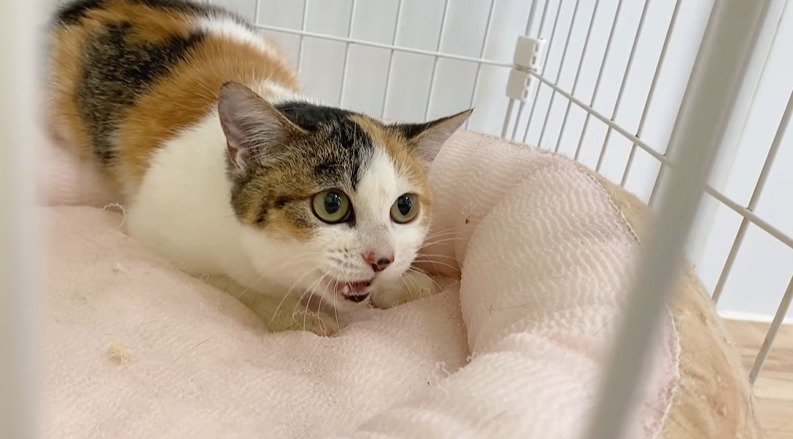 伏せて怯える猫