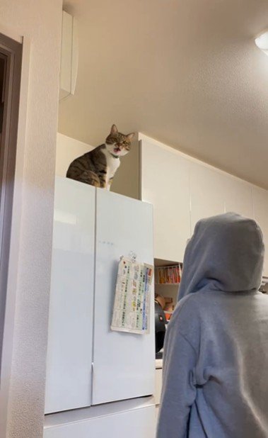 冷蔵庫の上に座っている猫とそれを見ている人