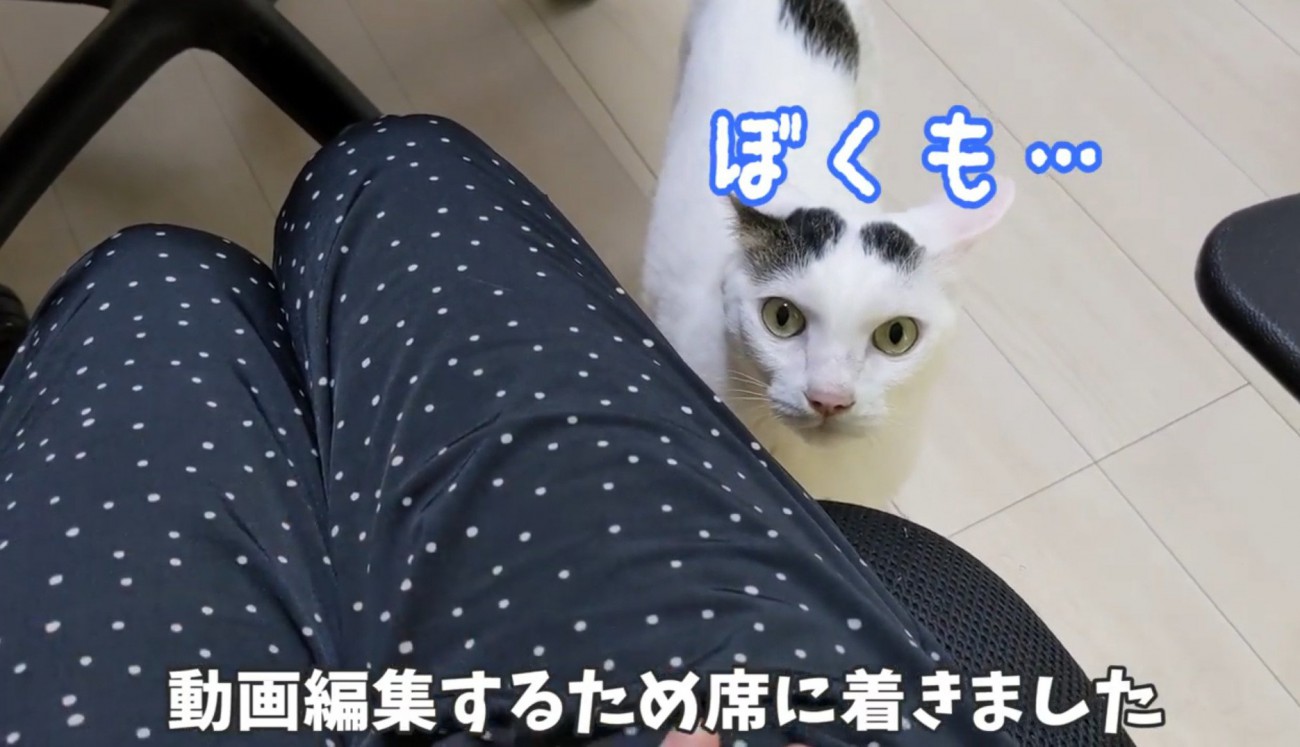 飼い主の足元にいる猫