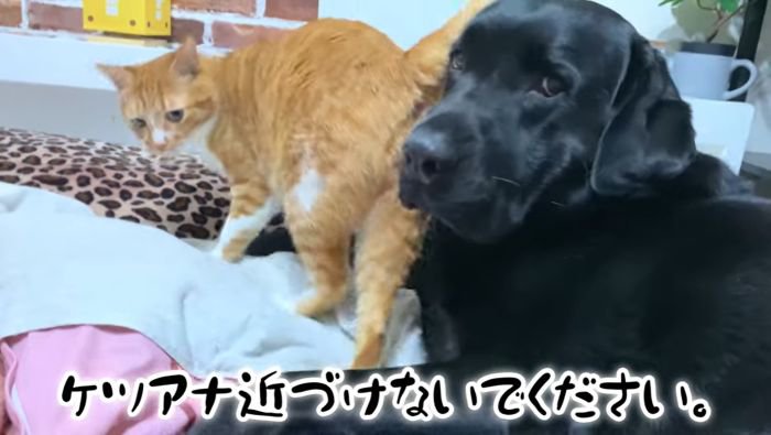 おしりもすりすり