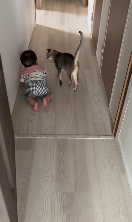 猫とハイハイする赤ちゃん